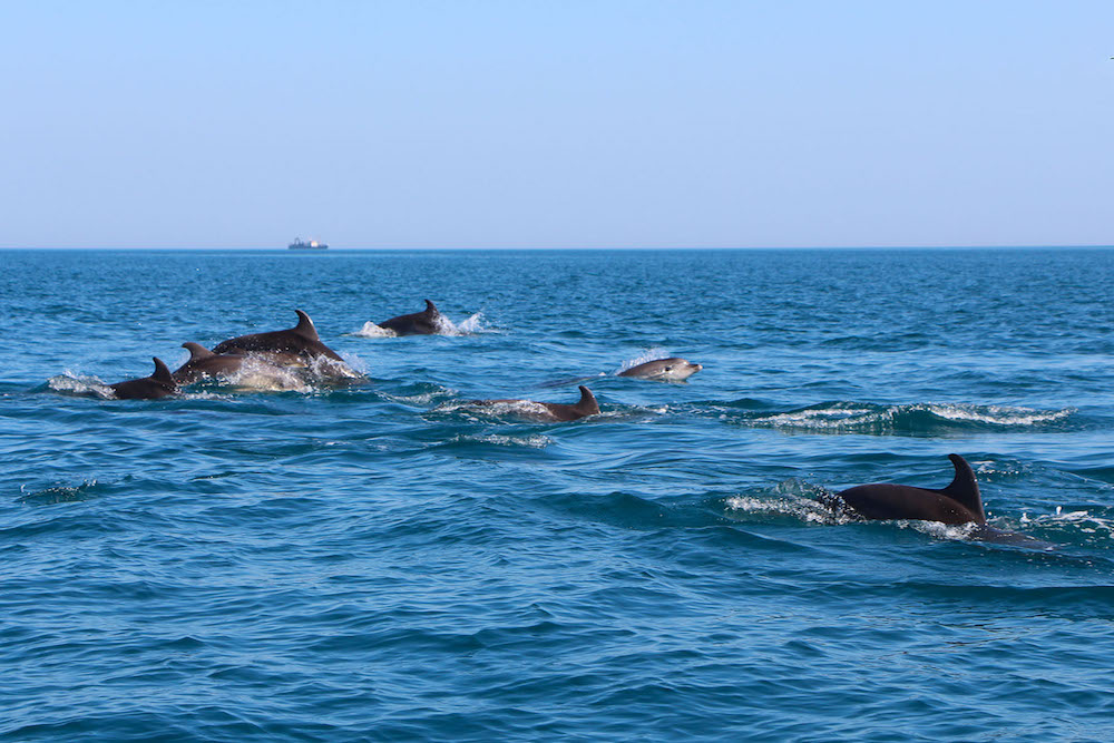 Зграя дельфінів бавиться у відкритому морі