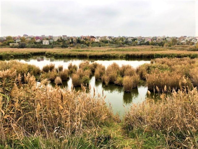 На першому плані лиман і очерет, на дальньому плані видніється село